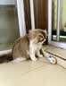 憨憨乐园猫玩具猫咪不倒翁羽毛铃铛逗猫棒球自嗨解闷神器猫猫小猫幼猫宠物 实拍图