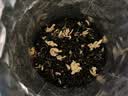 乐品乐茶茉莉飘雪浓香茉莉花茶横县特级碧螺春茶新茶250g金罐伴手礼自己喝 实拍图