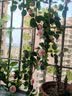 水木然16头仿真香槟色玫瑰花藤拱门装饰假花藤条藤蔓空调管道遮挡两条装 实拍图