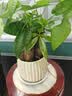 花翁大盆三杆发财树绿植盆栽招财植物办公室内开业盆景金钱树源头直发 实拍图