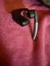 缤特力（PLANTRONICS）Legend30 蓝牙耳机 AI智能抗风噪 商务车载 开车通话 远程办公 户外骑行 惠普 实拍图