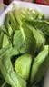 山东农家种植新鲜奶油小白菜时令蔬菜绿叶菜涮菜清脆巨嫩好吃 【泡沫箱发货-到手鲜】小白菜（2斤） 实拍图