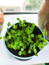 IAM City Farmer含羞草迷你盆栽幼儿园植物儿童种植小盆栽手工实验学生观察10026 实拍图