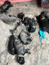 麦德氏IN 高钙0乳糖绵羊奶粉300g*2补充乳铁蛋白幼犬幼猫羊奶粉 实拍图