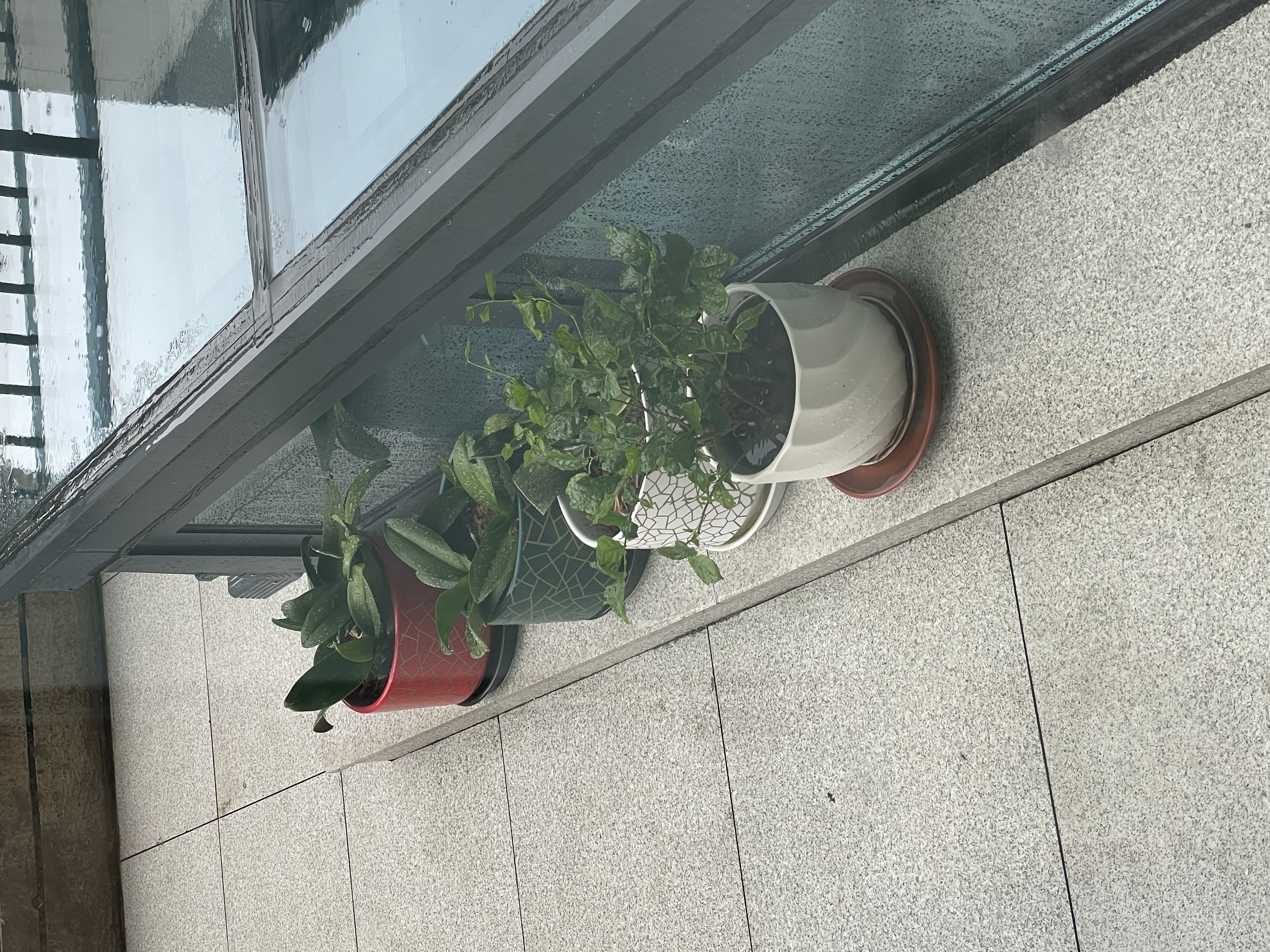 史丹利硫酸亚铁花肥料花用养花颗粒通用茉莉杜鹃栀子花专用肥铁肥100g 实拍图