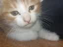 舒腾中华田园小猫咪活体田园猫宠物家养猫咪橘猫幼猫活体土猫狸花猫咪 田园级 随缘 公（幼猫两个月左右） 实拍图