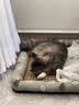 licheers猫狗窝凉席小型犬宠物猫咪睡垫夏季床垫泰迪中大型犬狗垫子 M号 实拍图