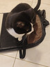HELLOJOY猫笼子猫窝帐篷家用猫咪产房窝露营隔离生产房待产房猫产窝幼猫笼 实拍图