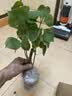 重瓣三角梅苗盆栽地栽花卉老桩室内阳台庭院爬藤植物四季开花 中国红色【花期带花原盆原土发货】 实拍图