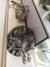 麦富迪猫粮 barf霸弗天然猫粮冻干成猫粮养胃增肌牛肉1.8kg【宠物金选】 实拍图