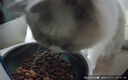小佩宠物AI智能自动喂食器可视版2 定时定量 猫脸识别(支持鸿蒙智联) 实拍图