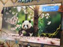 长虹电视 65英寸智能电视 MiniLED 电影原画 黑晶屏Pro  65D6S Mini 国家补贴15％ 实拍图