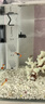 森森 小鲤鱼缸过滤器净水循环三合一内置水族箱过滤系统XQP-500F 6W 实拍图