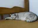 FARMINA PET FOODS法米娜减肥猫粮鲱鱼甜橙绝育成猫粮5kg 实拍图