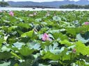 方家铺子黄冰糖508g 一级小粒冰糖【小粒易溶】花茶甜汤酸梅汤茶饮伴侣 实拍图