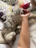 疯狂的主人猫抓板窝特大号猫玩具猫爪板猫抓盆不掉屑猫窝椭圆形瓦楞纸 实拍图