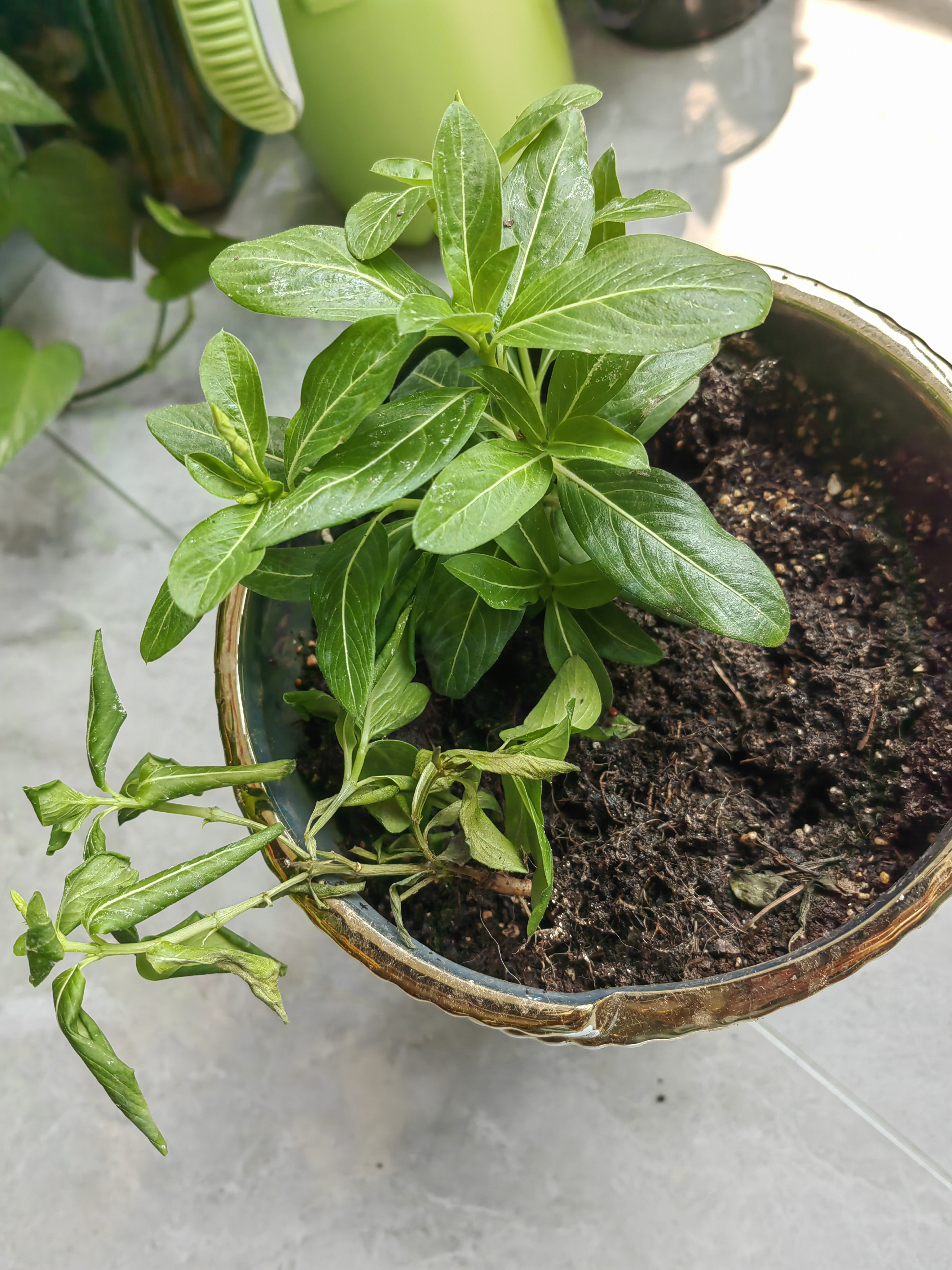 长春花盆栽阳台好养花卉阳台室内绿植物开花多色可选京东快递 长春花2盆随机花色原盆土(带花发货) 实拍图