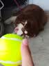 狗狗玩具球边牧柯基金毛逗狗遛狗训犬专用耐咬磨牙小狗宠物狗网球 宠物狗网球-黄色-2个 实拍图