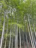 蕉内【王一博同款】302C棉袜男士薄款透气冰丝10A抗菌防臭夏季船袜4双 实拍图