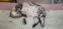 诚实一口CAN PLUS全价猫主食餐盒成猫幼猫营养湿粮七口味囤货装55g*30 实拍图