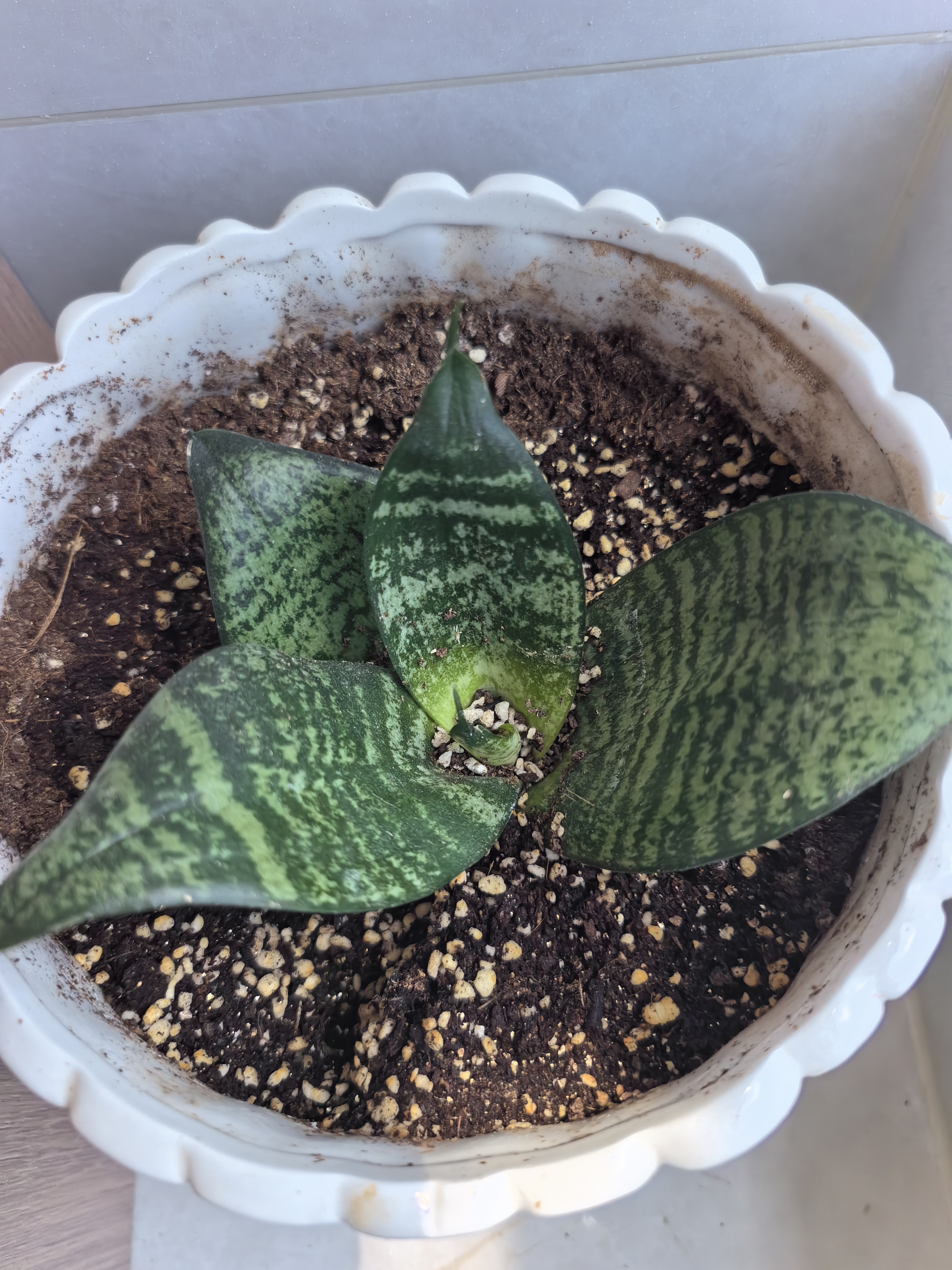 史丹利3L包装营养土园艺有机土通用型种花种菜养花专用泥炭土壤种植土 实拍图