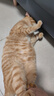 好主人猫粮 成猫猫粮 全价成猫天然粮通用鸡肉味 10kg/20斤 实拍图