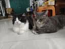 网易严选猫湿粮零食浓汤红肉罐头 金枪鱼扇贝口味85克*24罐 实拍图