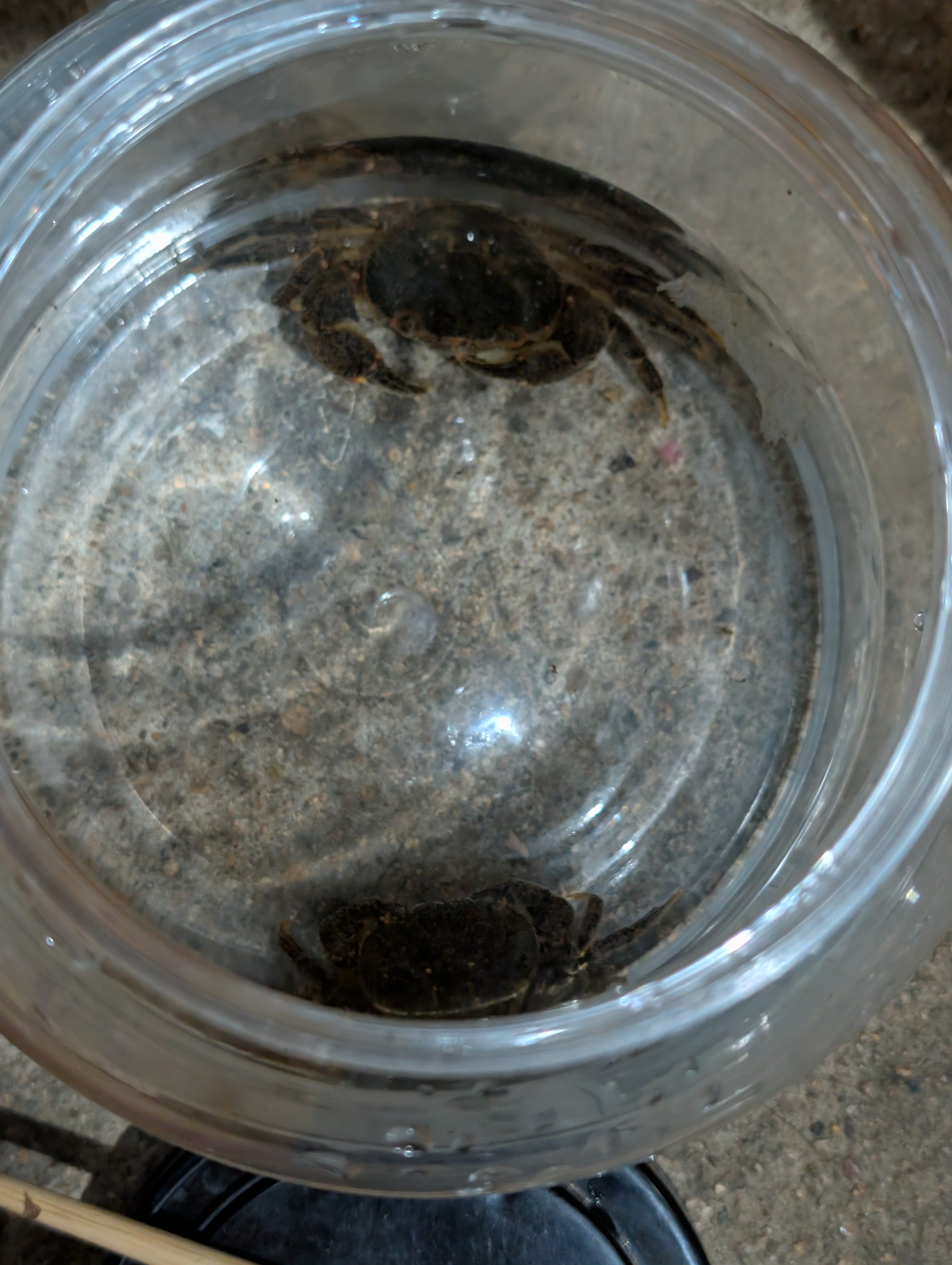 SIMAGO喜曼多儿童鱼竿迷你短节手竿套装碳素钓鱼竿小孩专用鲫鱼竿2.1米 实拍图