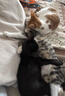 雷米高（RAMICAL）澳丽得 猫粮蓝猫英短主粮幼猫成猫海洋鱼味全价猫粮试吃500g 1斤 实拍图