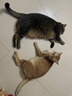 伟嘉猫粮成猫夹心粮 全价粮吞拿鱼1.3kg布偶蓝猫橘猫加菲英短猫咪 实拍图
