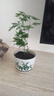 文竹盆栽绿植花卉盆景植物室内客厅水培文松云竹文竹大苗四季常青 小文竹【1颗】原盆原土球发货 高度15-25cm 实拍图