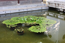 佳能 EF-EOS R转接环 RF卡口适配器（R系列机身转接EF镜头）适用R3  R5 R6 R7 R8 R10 R50 RP 佳能EOS R转接环 实拍图