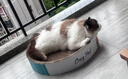 疯狂的主人圆形猫抓板窝耐磨不掉屑猫窝一体猫咪抓盆超大号抓不烂猫爪板耐抓 实拍图