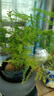 文竹盆栽绿植花卉盆景植物室内客厅水培文松云竹文竹大苗四季常青 文竹+舍得陶瓷盆+塑料圆底托 高度15-25cm 实拍图