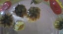 艺福堂胎菊花茶50g 新花无硫熏杭白菊 特养生凉茶级可搭配玫瑰花枸杞 实拍图