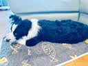 网易严选犬粮 宠爱相伴全价狗粮幼犬中小型犬成犬通用泰迪柯基 2.5kg 实拍图