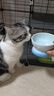 乐优派猫碗陶瓷狗碗猫食盆狗盆宠物碗猫粮碗高脚防打翻猫咪用品 渐变蓝 实拍图