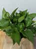 京东绿植绿萝盆栽除甲醛花卉绿植办公室新房净化空气180菱形3盆源头直发 实拍图