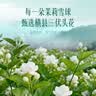 贡苑12A茉莉花苞雪球40g【去梗更清甜】横县原产茉莉花茶干花蕾泡水喝 实拍图