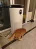 东芝（TOSHIBA）空气净化器宠物净化器大白梨PET去毛除毛大风量除花粉过敏源除尘净化除螨消毒杀菌除味 实拍图