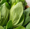 【24小时菜】富硒小油菜200g 实拍图