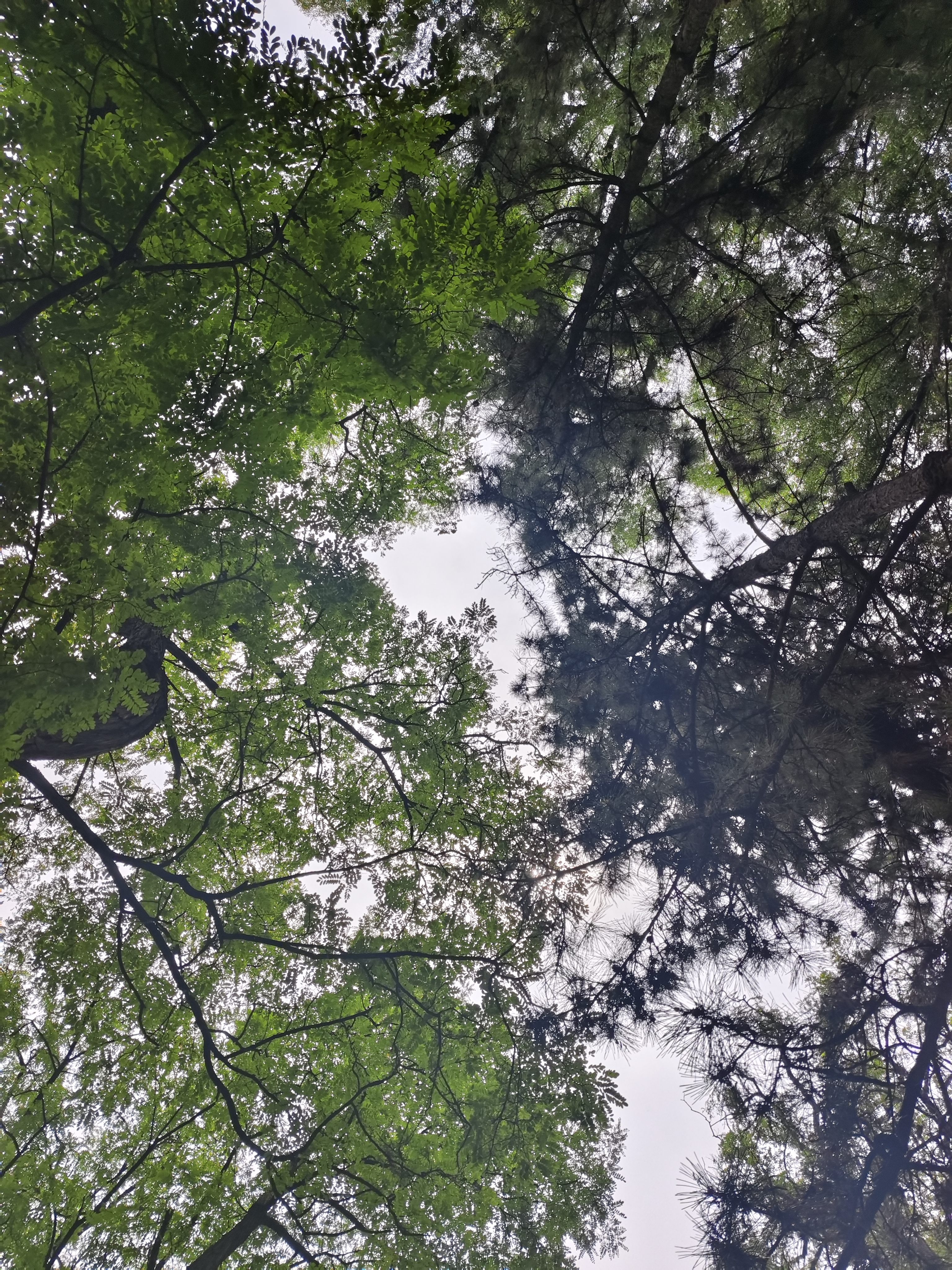 浩瀚卓越（hohem）手机云台稳定器 手持云台三轴防抖 可折叠vlog远程控制拍摄神器X3SE 黑色款 1年质保 实拍图