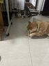HELLOJOY狗狗零食宠物泰迪金毛幼犬成犬训练奖励 鸡肉绕奶棒1000g 实拍图