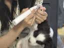 蚁族宠物推子剃毛器电推子剃脚毛4合1充电理毛器理发器可剃头含指甲钳 实拍图