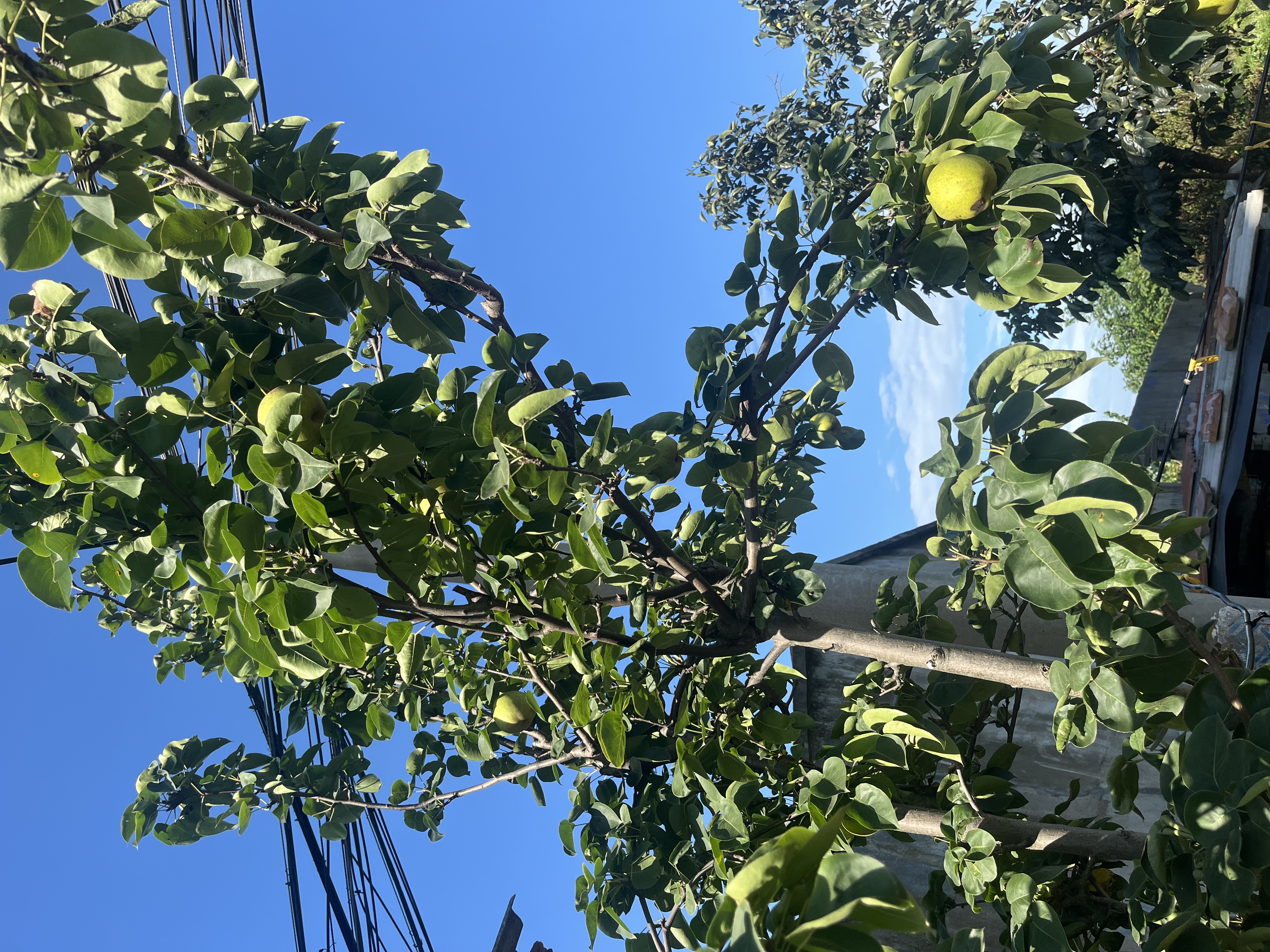 捷立（GeeLii）园林剪刀 园艺草坪剪整篱剪 果树绿化绿篱修树枝剪刀 75040 实拍图