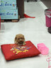 麦德氏IN犬猫高钙0乳糖绵羊奶粉300g/罐8倍乳铁蛋白幼犬猫羊奶粉狗狗 实拍图
