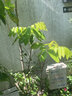 芥圃龙眼树苗官方旗舰嫁接无核四季龙眼大树苗桂圆树苗当年种果树苗 石硖龙眼 【带土带叶  只卖真苗】 2年苗 高度：60-80公分 实拍图