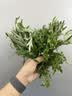 艾草新鲜食用蔬菜现摘清明草粑粑青团3斤顺丰艾叶新鲜艾草叶 【顺丰快递】 1000g 实拍图