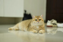 适马（SIGMA）56mm F1.4 DC DN｜Contemporary 半画幅大光圈定焦镜头 人像特写（适马56 f1.4索尼E卡口） 实拍图