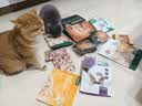 网易严选全价猫粮4.0 宠物主粮成幼猫咪食品三文鱼亮毛深海鱼虾味500g试吃 实拍图